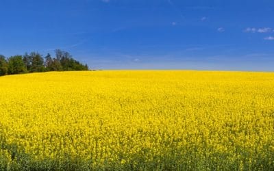 Les bienfaits de l’huile de colza